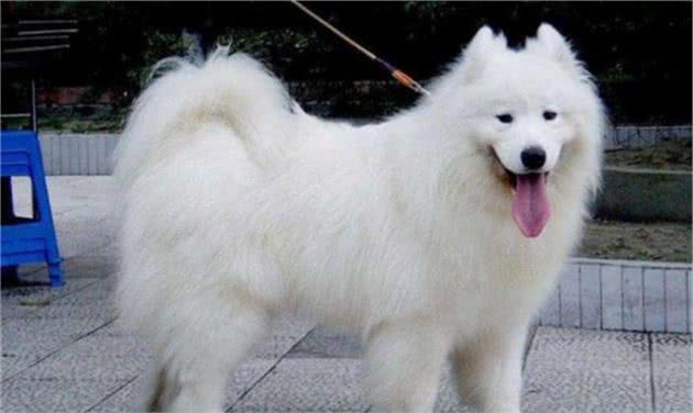 要是萨摩耶犬和松狮恋上了，你觉得它们的宝宝会长成啥样？