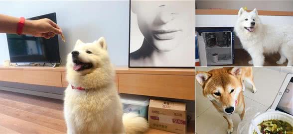 辟谣，狗狗饿了仍拒食？与挑食无关，背后藏着食物质量问题