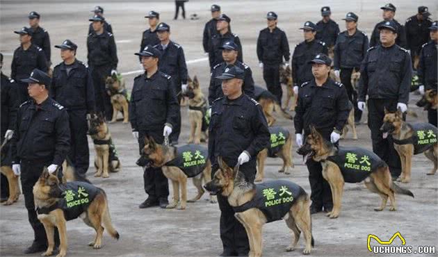 在中国这几种狗狗，都能成为警犬，养一只绝对不后悔