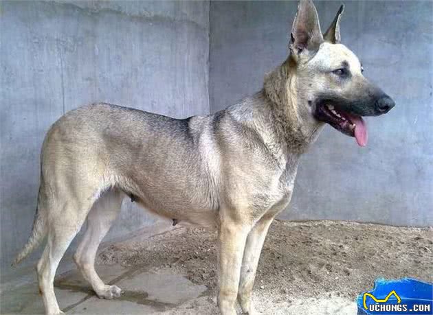 在中国这几种狗狗，都能成为警犬，养一只绝对不后悔