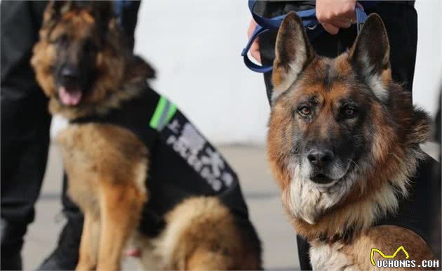 在中国这几种狗狗，都能成为警犬，养一只绝对不后悔