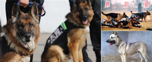 在中国这几种狗狗，都能成为警犬，养一只绝对不后悔