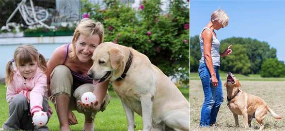 拉布拉多犬原来有这么多优点，养了就像“吸毒”一样，喜欢得不得了