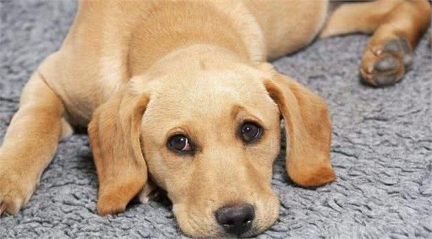 爱狗的你们，知道幼犬应当怎么养护吗？这样做能让它们健康成长！