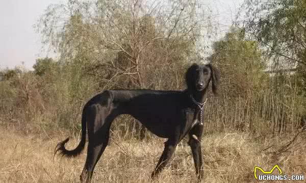 哮天犬是什么品种？致那些陪同我们成长的“小土狗”