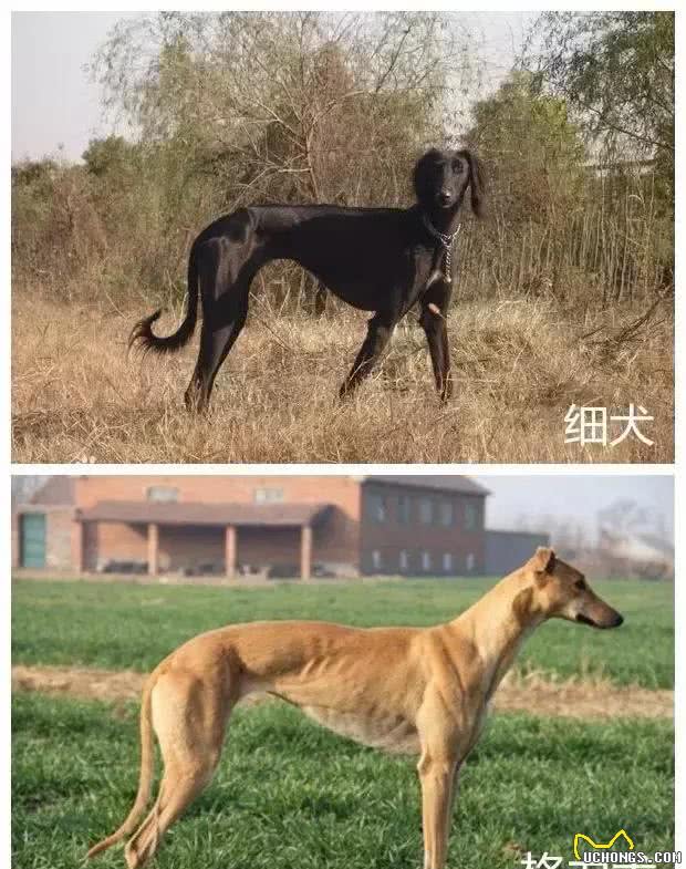 哮天犬是什么品种？致那些陪同我们成长的“小土狗”