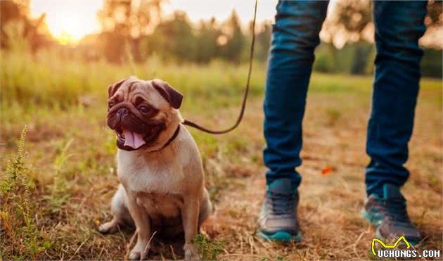 看完德国人的养犬理念，真的值得我们深思熟虑