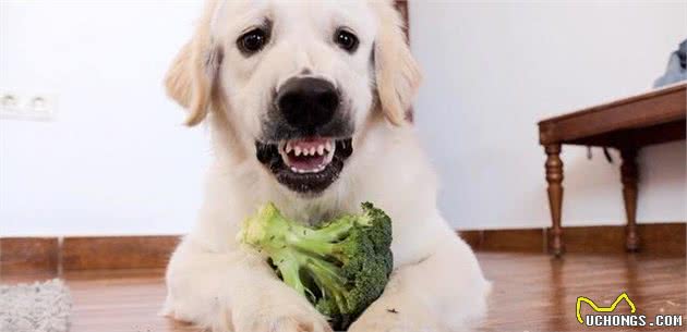 狗狗有护食行为，狠起来连主人都咬？没树立好阶级意识怎能怪它？