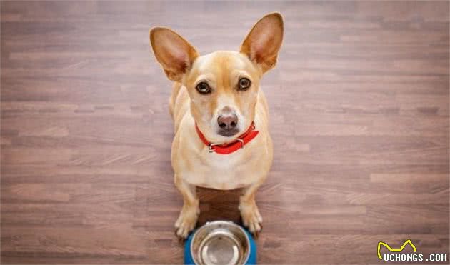 我怎么才能知道，我家狗狗有没有食物过敏？犬过敏时的常见症状