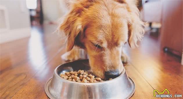 我怎么才能知道，我家狗狗有没有食物过敏？犬过敏时的常见症状