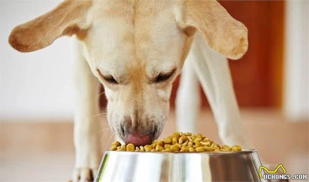 我怎么才能知道，我家狗狗有没有食物过敏？犬过敏时的常见症状