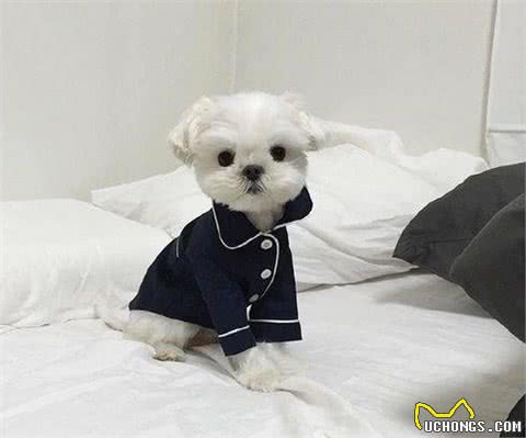 马尔济斯｜狗狗中的老祖宗