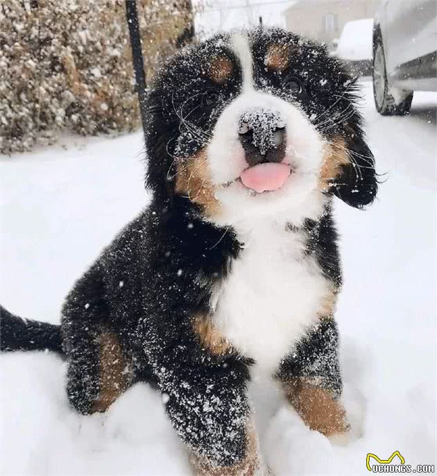 憨厚老实的大块头伯恩山犬,小时候原来也是软萌的好奇宝宝!