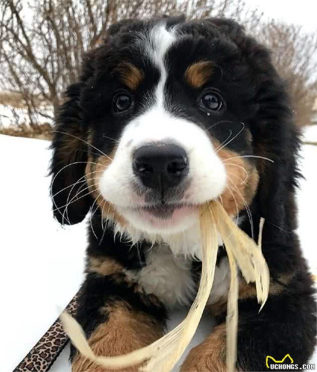 憨厚老实的大块头伯恩山犬,小时候原来也是软萌的好奇宝宝!