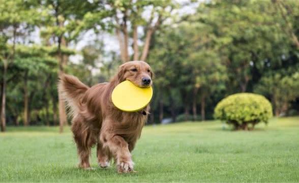 金毛犬吃什么补钙金毛犬最好的补钙食物