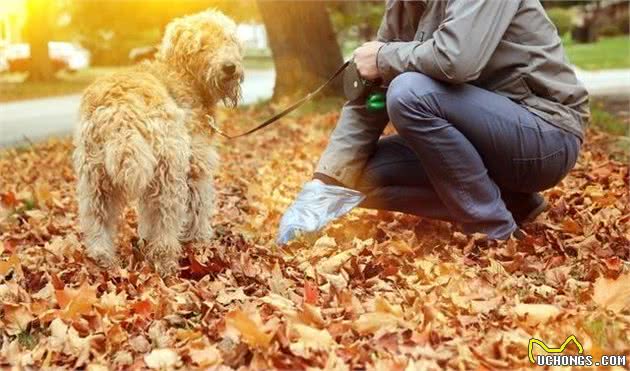 泰迪犬排便前为什么要转圈？不懂背后真相，就别养狗了