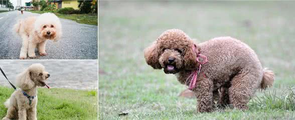 泰迪犬排便前为什么要转圈？不懂背后真相，就别养狗了