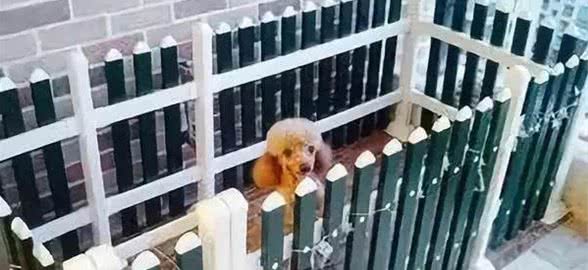 为什么抱养回来的狗狗一定得先圈养？圈养有什么好处？