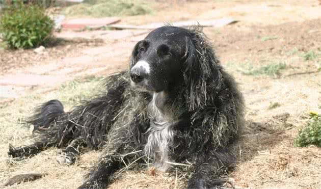 羊头狗身的猛犬，在丛林深潭中穿梭，凶似比特犬，能力完爆军犬