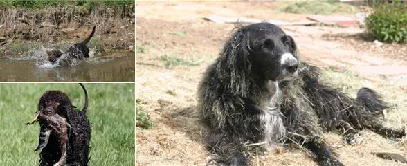 羊头狗身的猛犬，在丛林深潭中穿梭，凶似比特犬，能力完爆军犬