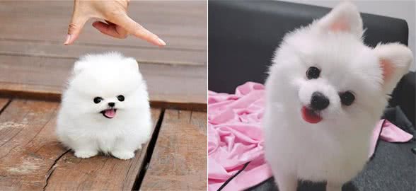 关于博美犬，你了解多少？