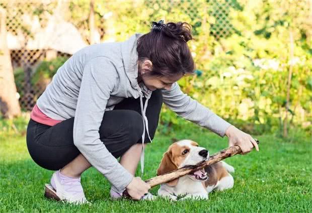 饲养比格犬要谨慎，这“6大伤害”，相信只有养过比格犬的人材懂