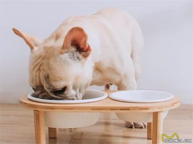 狗狗的食盆还能够保护颈椎，让食物更洁净？高架碗你听说过吗？