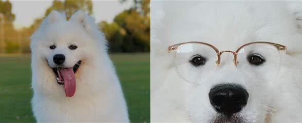 萨摩耶犬多少钱一只?萨摩耶犬的市场价格