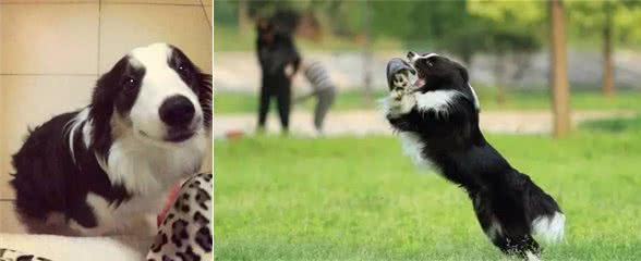 要是养了边牧犬，你一定会深深的怀疑自己的智商！