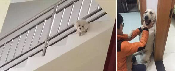 狗狗最怕什么？出门30分钟后你就知道了