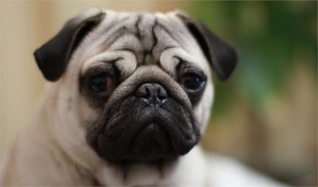 萌萌的巴哥犬原来这么好养