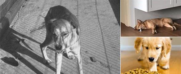 狗狗患狂犬病,有5大表现,你知道吗?