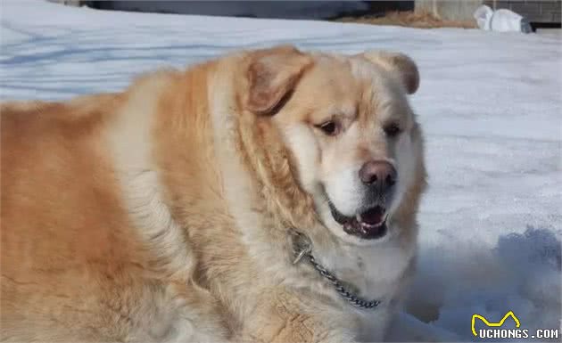 肥胖对老年犬影响多大？狗狗不只心脏有问题，还会有胰腺炎等疾病