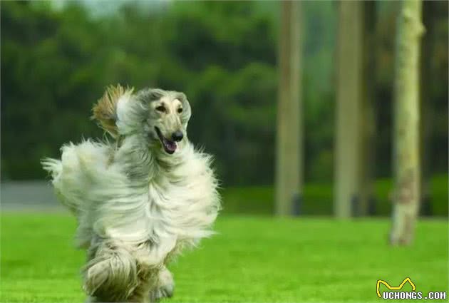 集高贵、孤傲和不平凡于一身的古老猎犬｜犬种