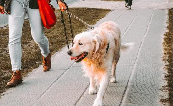 宠物犬伤人频发，为什么宠物犬会攻击人？这3件事会对狗影响深远