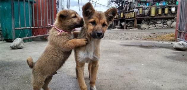 短毛太仓小猎犬大家应当都没有见过