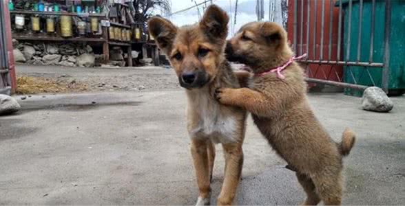 短毛太仓小猎犬大家应当都没有见过