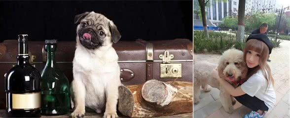 让你的爱犬安静下来,只需要这六招