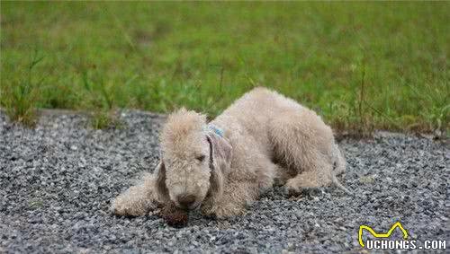 贝灵顿梗犬能够和京巴混养吗两者能够一起混养