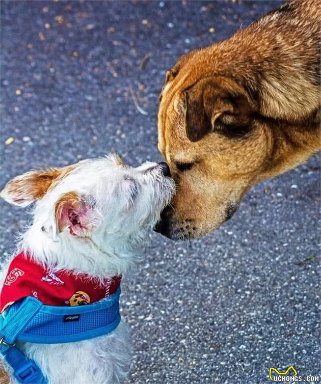 当幼犬碰着成犬该如何互动