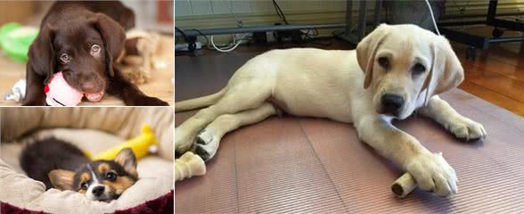 想要往后跟狗狗相处好，幼犬刚到家的适应期你就要利用好
