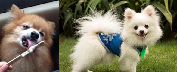 饲养博美犬的“5大致命”误区，你避开了吗？