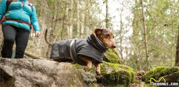 带狗狗去登山，回来惹一身虫子，主人最好就事前豫备好这些！