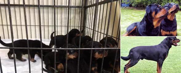 城市人能养罗威纳犬吗？罗威纳犬好不好养？