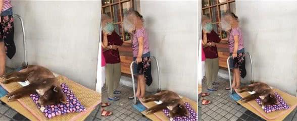 狗狗眼混浊+尿失禁，躺推车给妈妈拉，简单设备装满爱
