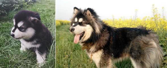 作为一只耍得了帅卖得了萌的阿拉斯加雪橇犬，你这样真的太傻了
