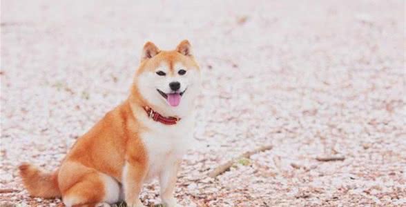 平时如何饲养柴犬？