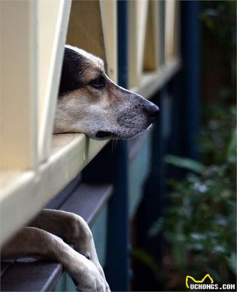 到底什么才是训犬？看完这篇文章你就知道了