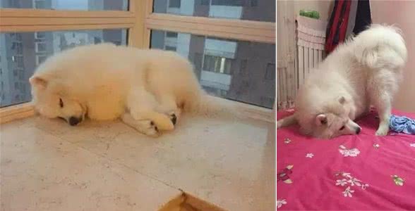狗狗在床上捣乱，真是气死人了，要想给它一巴掌