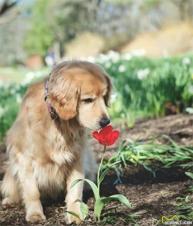 清点几种高人气的中大型犬